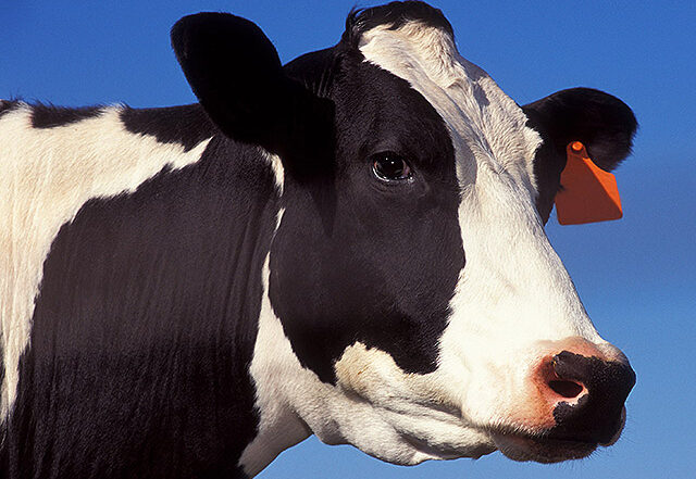 Mooo