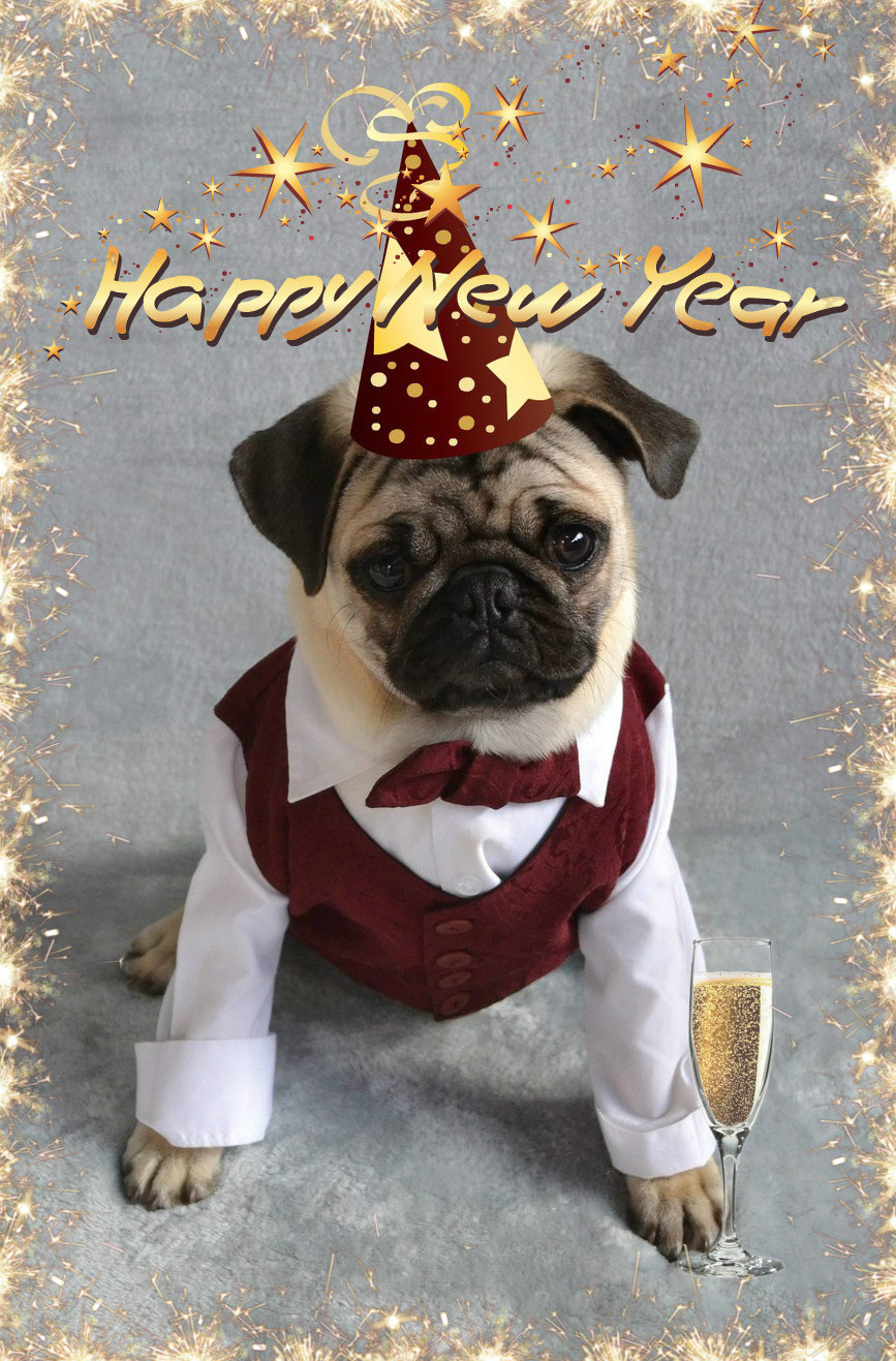 new year pug