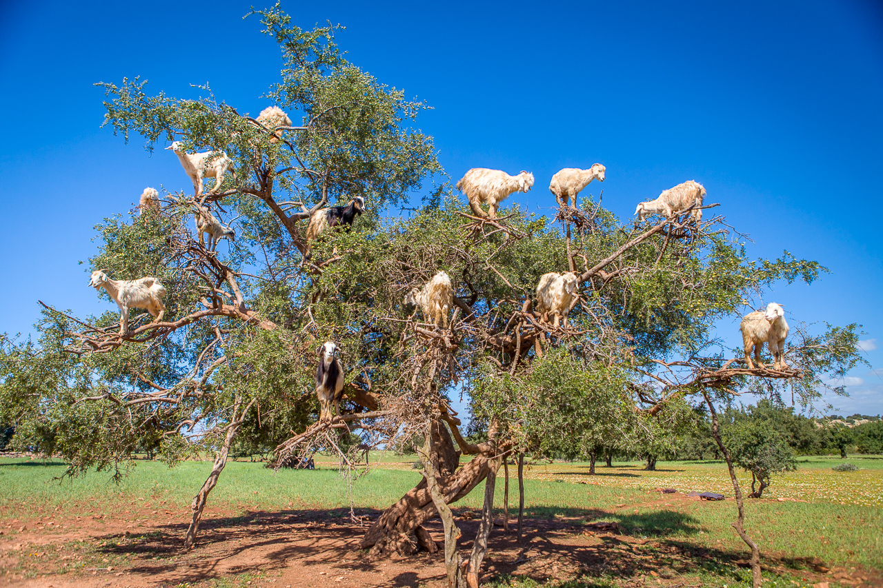 Sheep in a tree