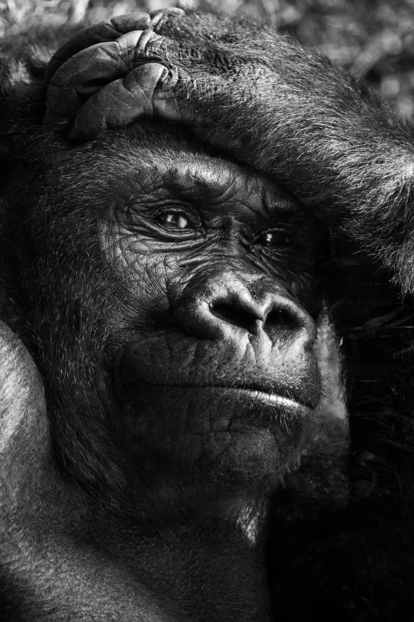 gorilla think