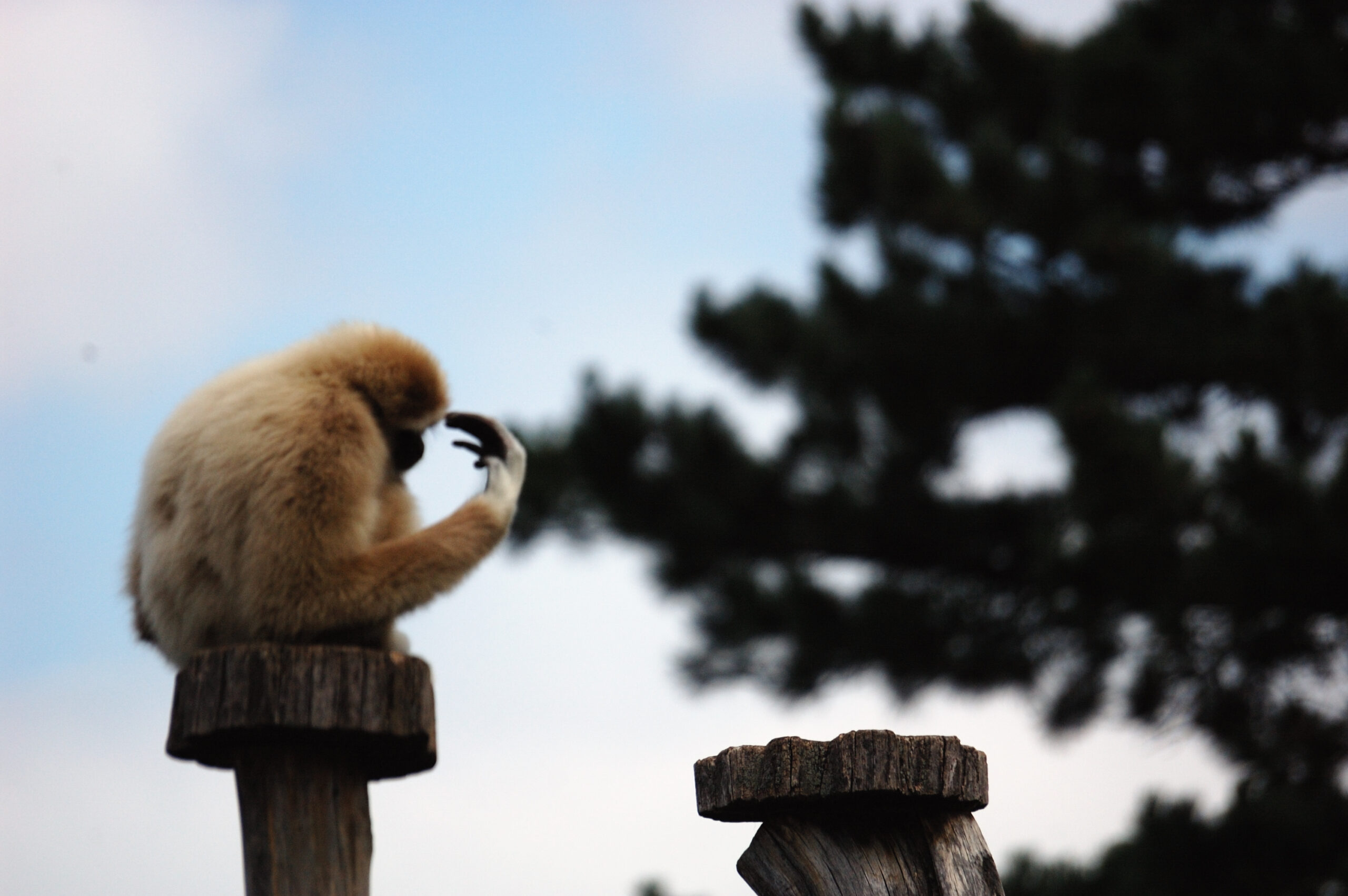 thinking monkey