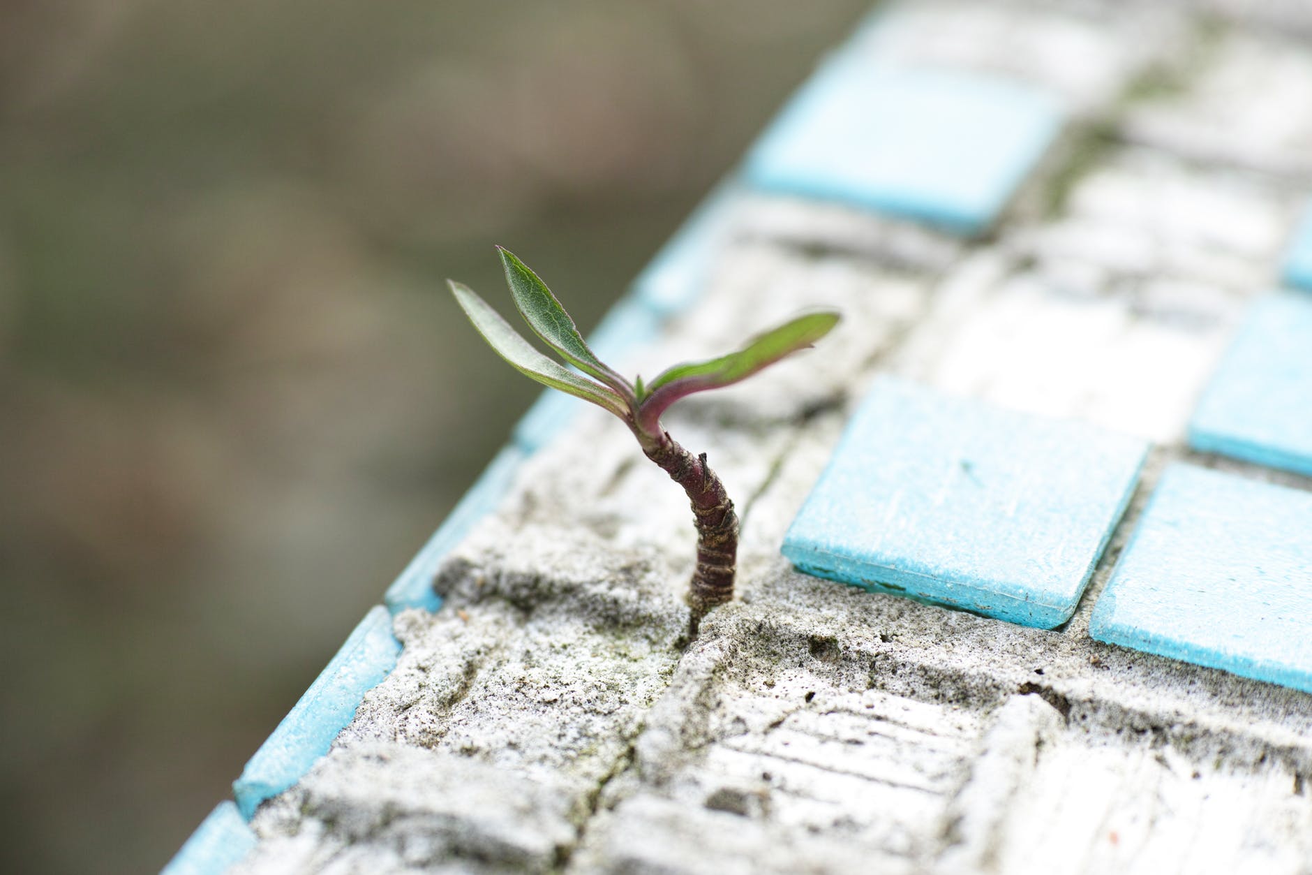 sprout tile