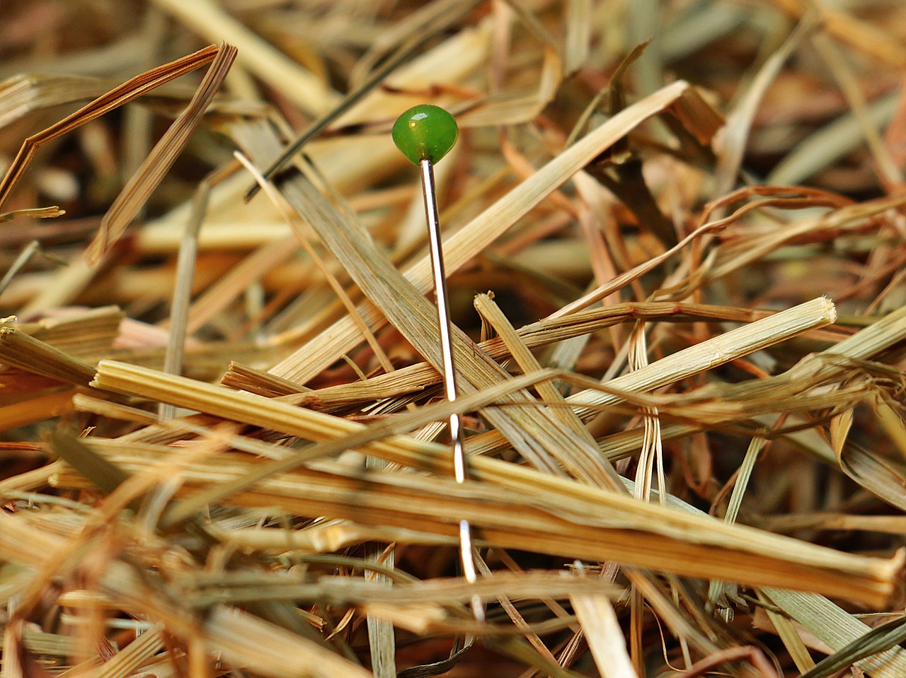 needle-in-a-haystack-1752846_1280