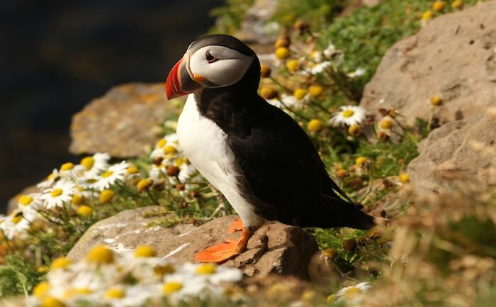 Ubuntu Plucky Puffin