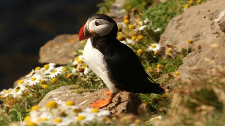 Ubuntu Plucky Puffin