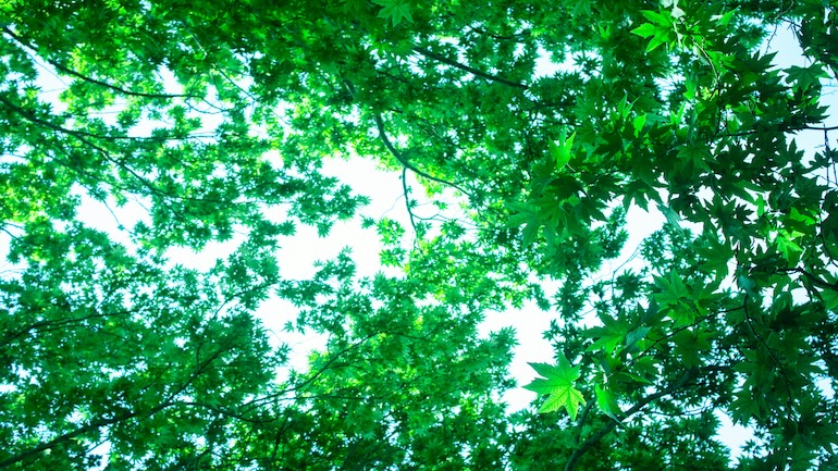 elham-abdi-egoknb5d7eQ-unsplash Green IT, Sustainability